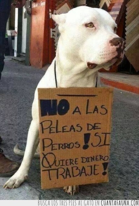 perro,pitbull,cuidar,niños,pelear,dinero,luchar